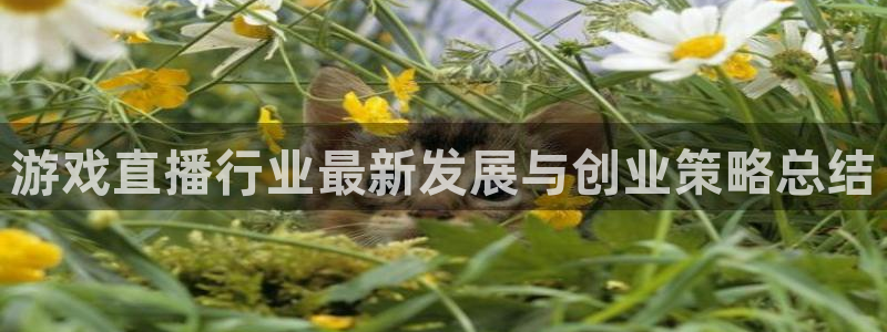 辉达娱乐什么意思